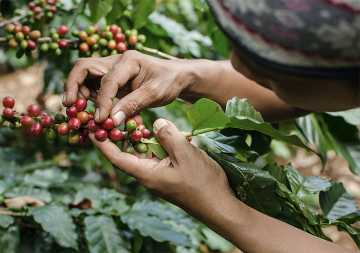 The-Roastery-Brazil-coffee-picking
